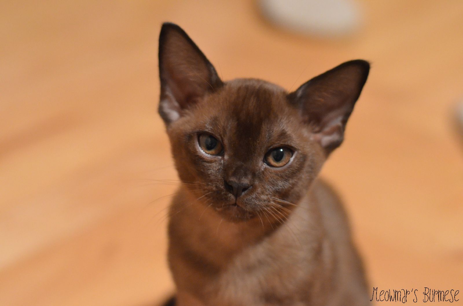 Kittykatz burmese cattery cheap